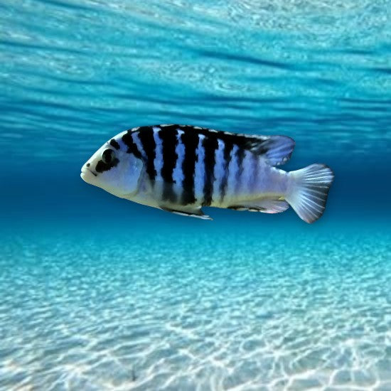 Labidochromis chisumulae chizumulu 3-4 cm - Cichlidé du lac Malawi bleu-violet profond avec reflets métalliques