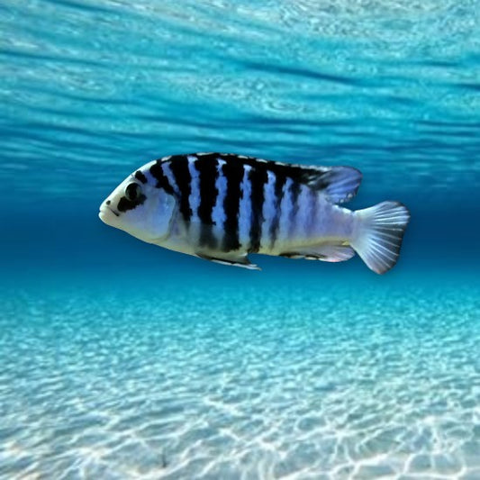 Labidochromis chisumulae chizumulu 3-4 cm - Cichlidé du lac Malawi bleu-violet profond avec reflets métalliques