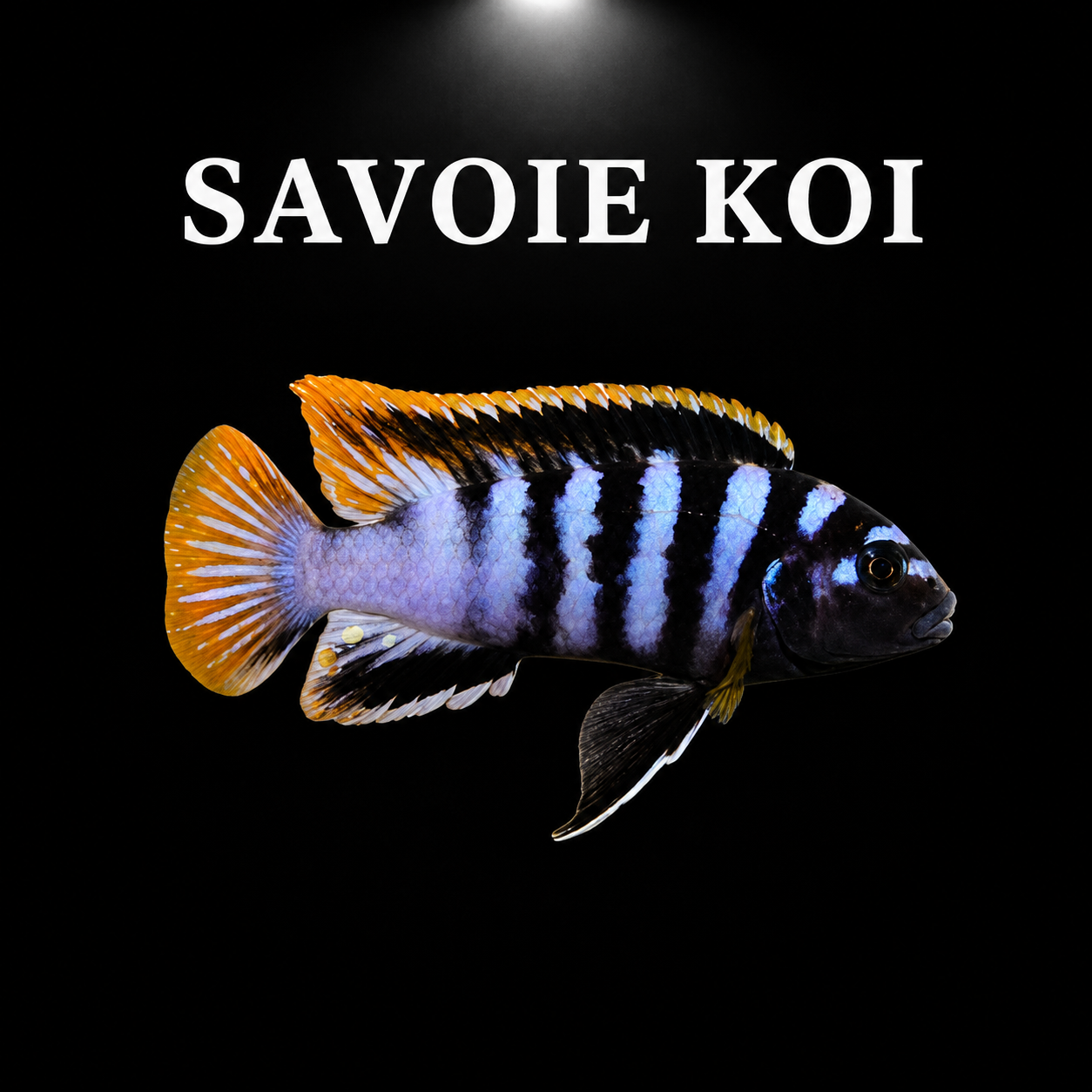 Labidochromis mbamba bay 4-5 cm - Cichlidé du lac Malawi blanc nacré avec nageoires jaunes