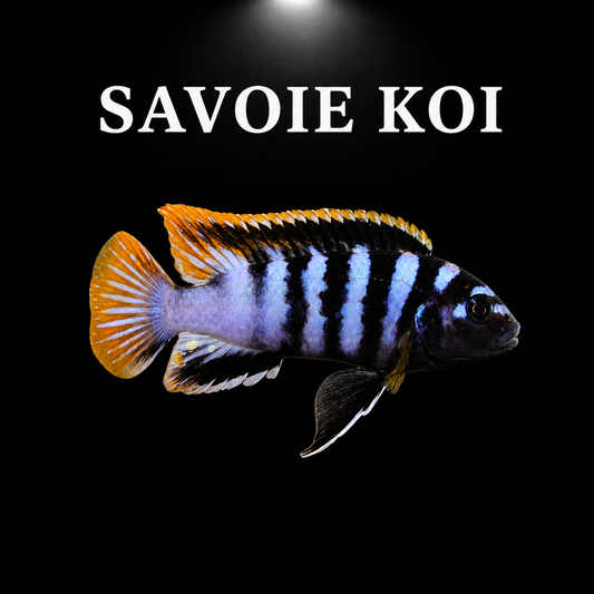 Labidochromis mbamba bay 4-5 cm - Cichlidé du lac Malawi blanc nacré avec nageoires jaunes