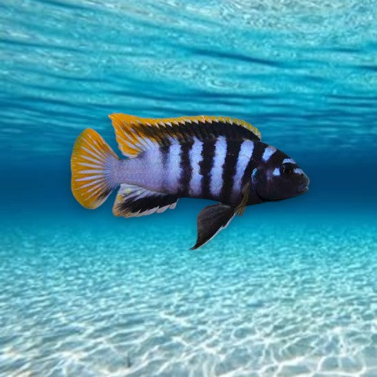 Labidochromis mbamba bay 4-5 cm - Cichlidé du lac Malawi blanc nacré avec nageoires jaunes