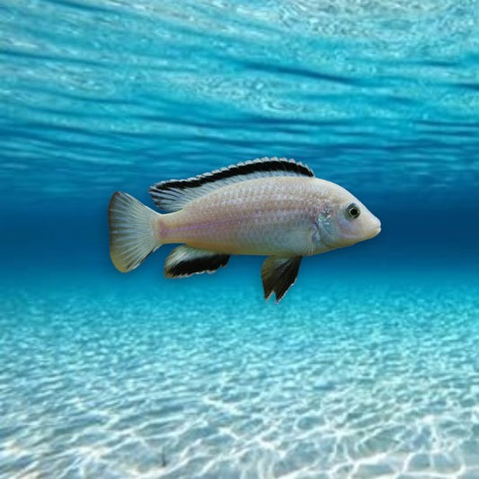 Labidochromis nkhata bay 3-5 cm - Cichlidé du lac Malawi bleu ciel intense avec reflets argentés