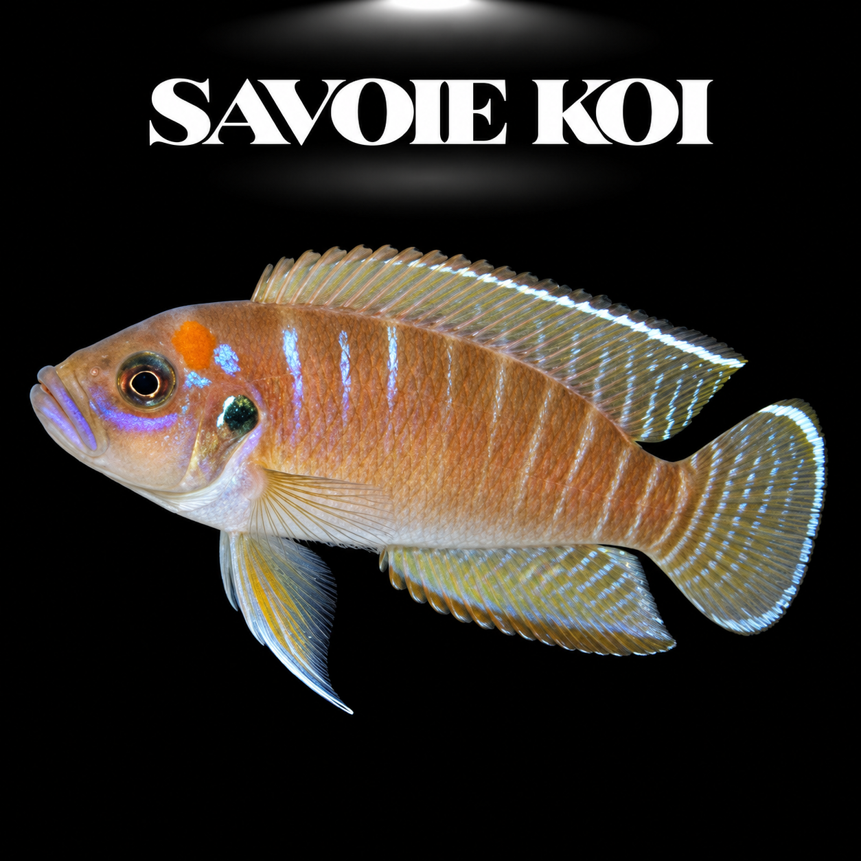 Lamprologus brevis 3-4 cm — cichlide coquillard œil bleu électrique dans sa coquille, fond noir, SAVOIE KOI