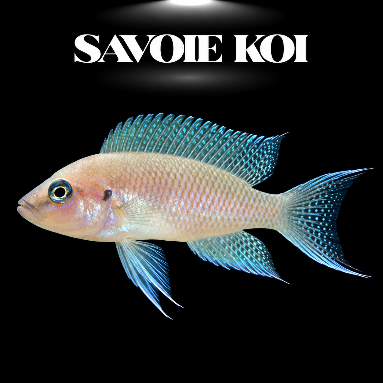 Lamprologus falcicula 3-4 cm — cichlide coquillard nageoire en faucille sur sable avec coquilles, fond noir, SAVOIE KOI