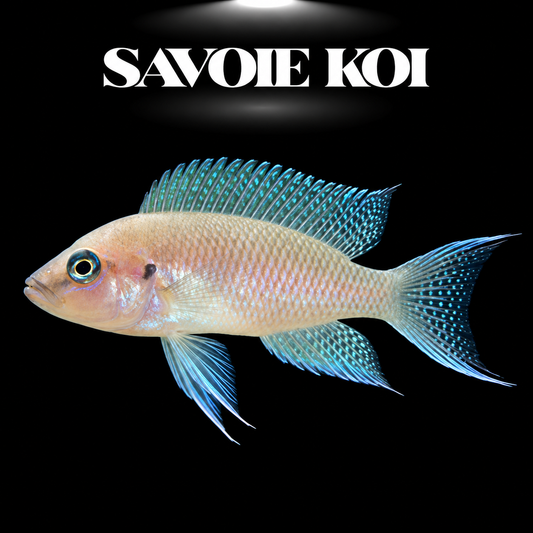 Lamprologus falcicula 3-4 cm — cichlide coquillard nageoire en faucille sur sable avec coquilles, fond noir, SAVOIE KOI