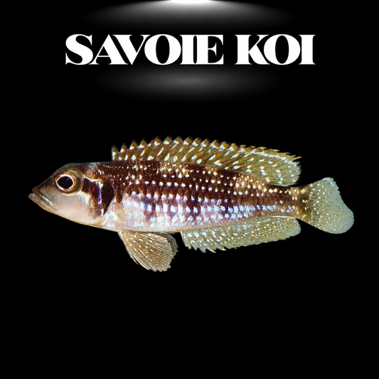 Lamprologus meleagris 3-3,5 cm — cichlide coquillard points blancs nacrés œil rouge sur sable avec coquilles, fond noir, SAVOIE KOI