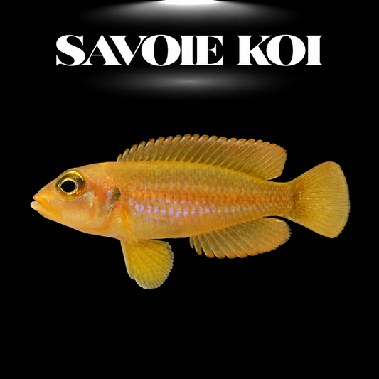 Lamprologus ocellatus Gold 3-4 cm — cichlide coquillard jaune-doré œil bleu électrique sur sable avec coquilles, fond noir, SAVOIE KOI