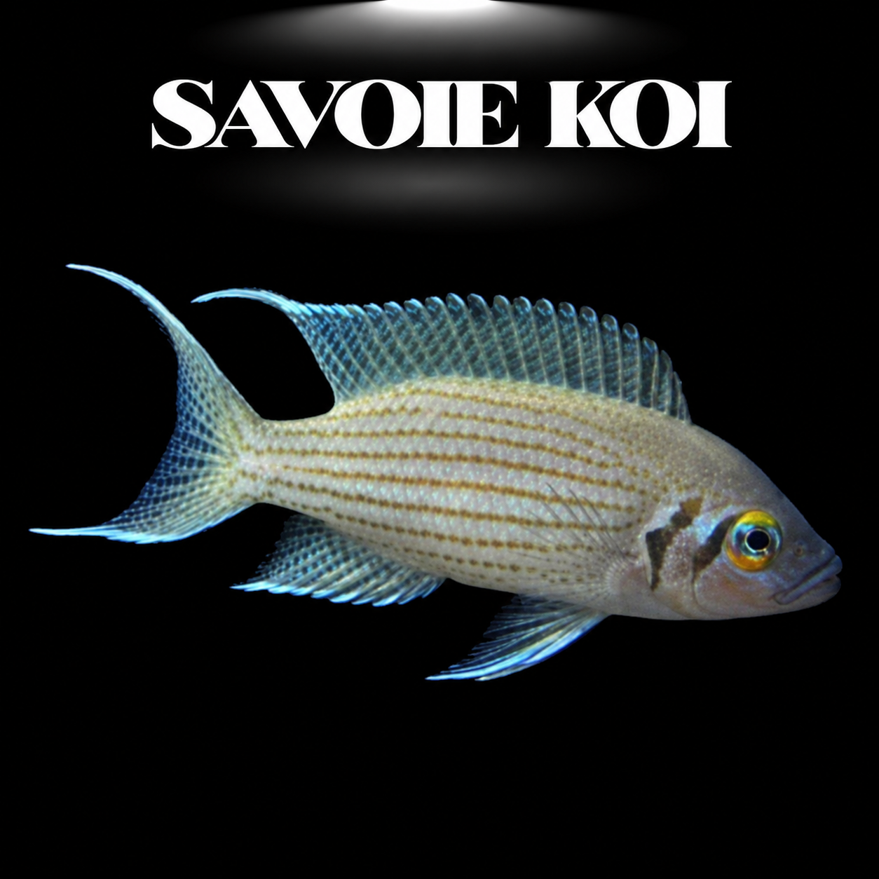 Lamprologus olivaceus 3-4 cm — cichlide coquillard vert-olive iridescent œil rouge sur sable avec coquilles, fond noir, SAVOIE KOI