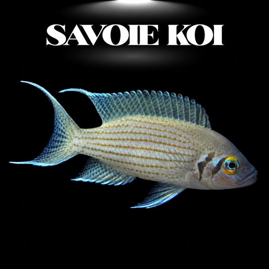 Lamprologus olivaceus 3-4 cm — cichlide coquillard vert-olive iridescent œil rouge sur sable avec coquilles, fond noir, SAVOIE KOI