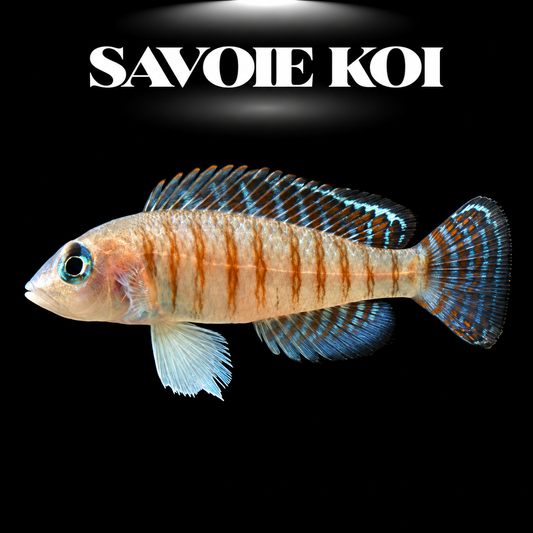 Lamprologus signatus 3-4 cm — cichlide coquillard tacheté œil rouge rubis harem inversé sur sable avec coquilles, fond noir, SAVOIE KOI