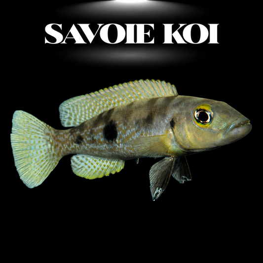 Lepidiolamprologus attenuatus 4-5 cm — cichlide prédateur élancé bande latérale brun foncé sur rochers, fond noir, SAVOIE KOI