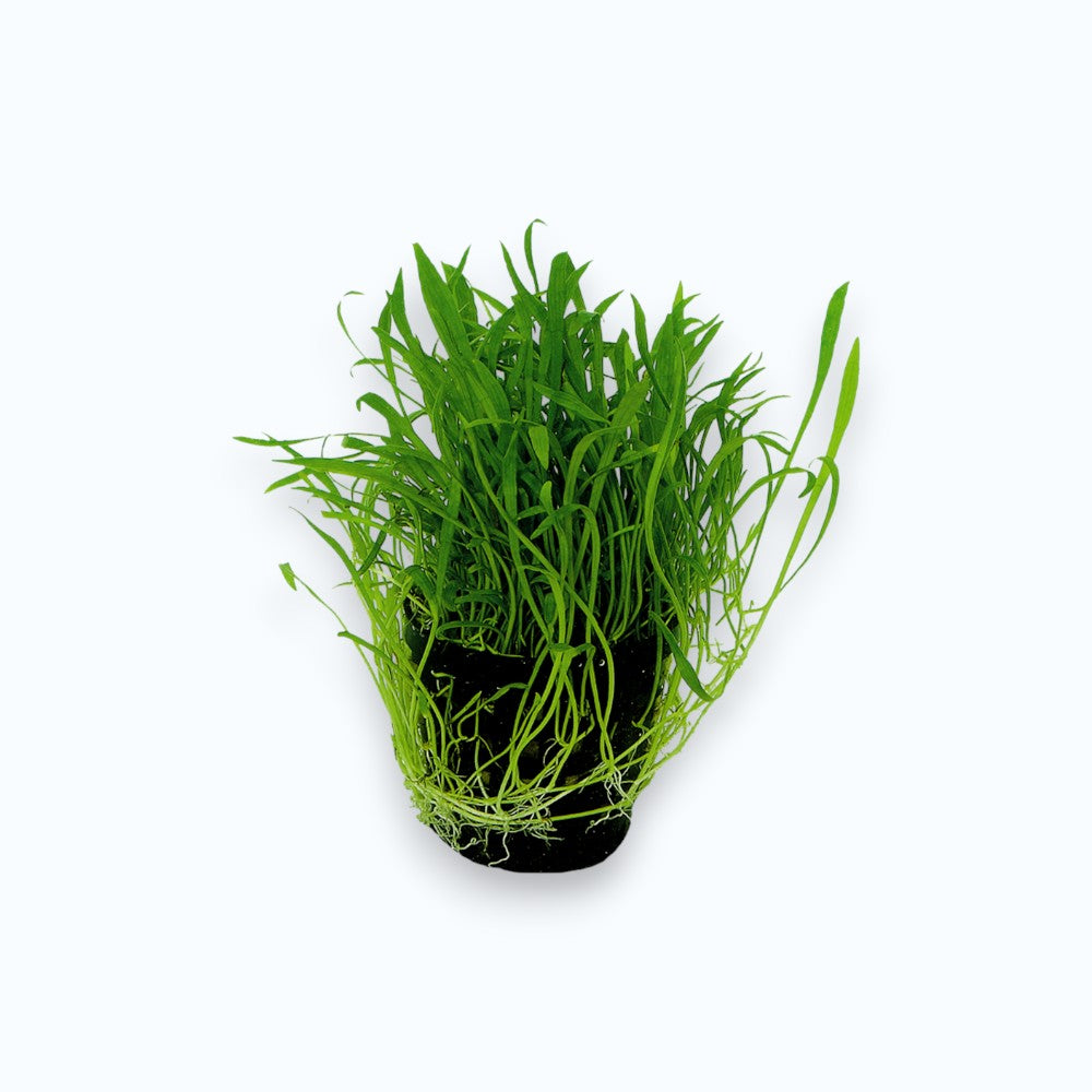 Lilaeopsis novae zelandiae - Plante gazonnante formant un tapis vert dense en avant-plan d'aquarium