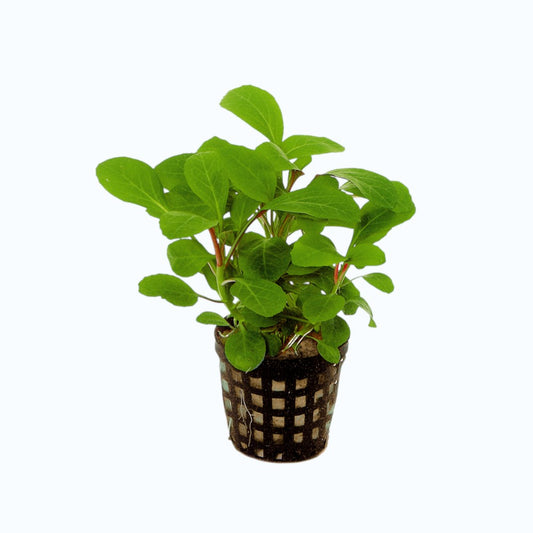 Lobelia cardinalis - Plante d'aquarium rouge pour aquascaping