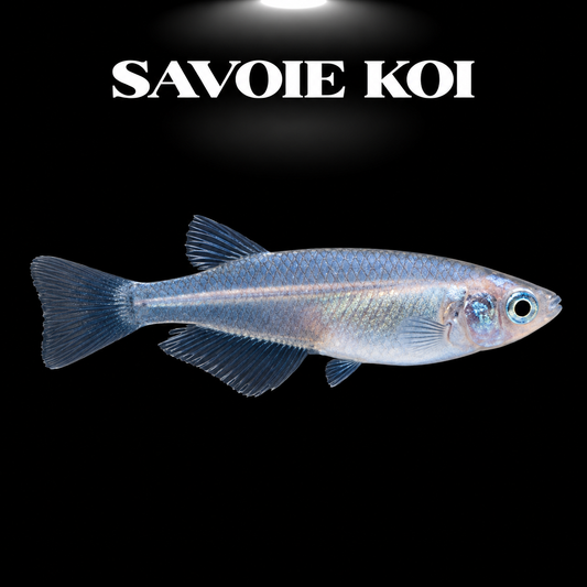 Médaka Bleu (Oryzias latipes) — petit poisson d'eau douce à robe bleue irisée