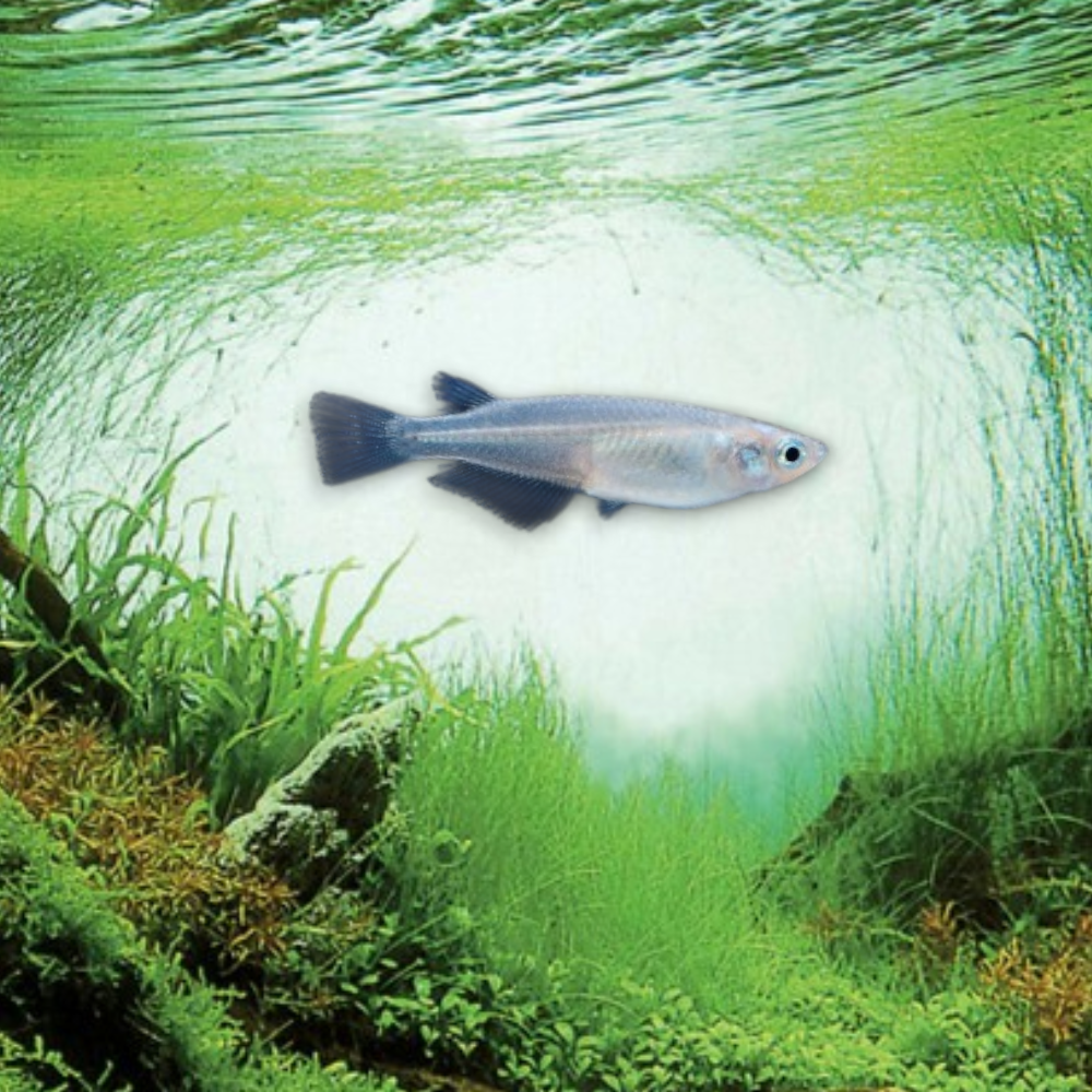 Médaka Bleu (Oryzias latipes) — petit poisson d'eau douce à robe bleue irisée