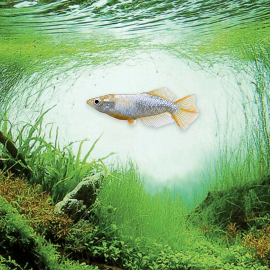 Médaka Rainbow (Oryzias latipes) - poisson de surface aux reflets irisés or et argent
