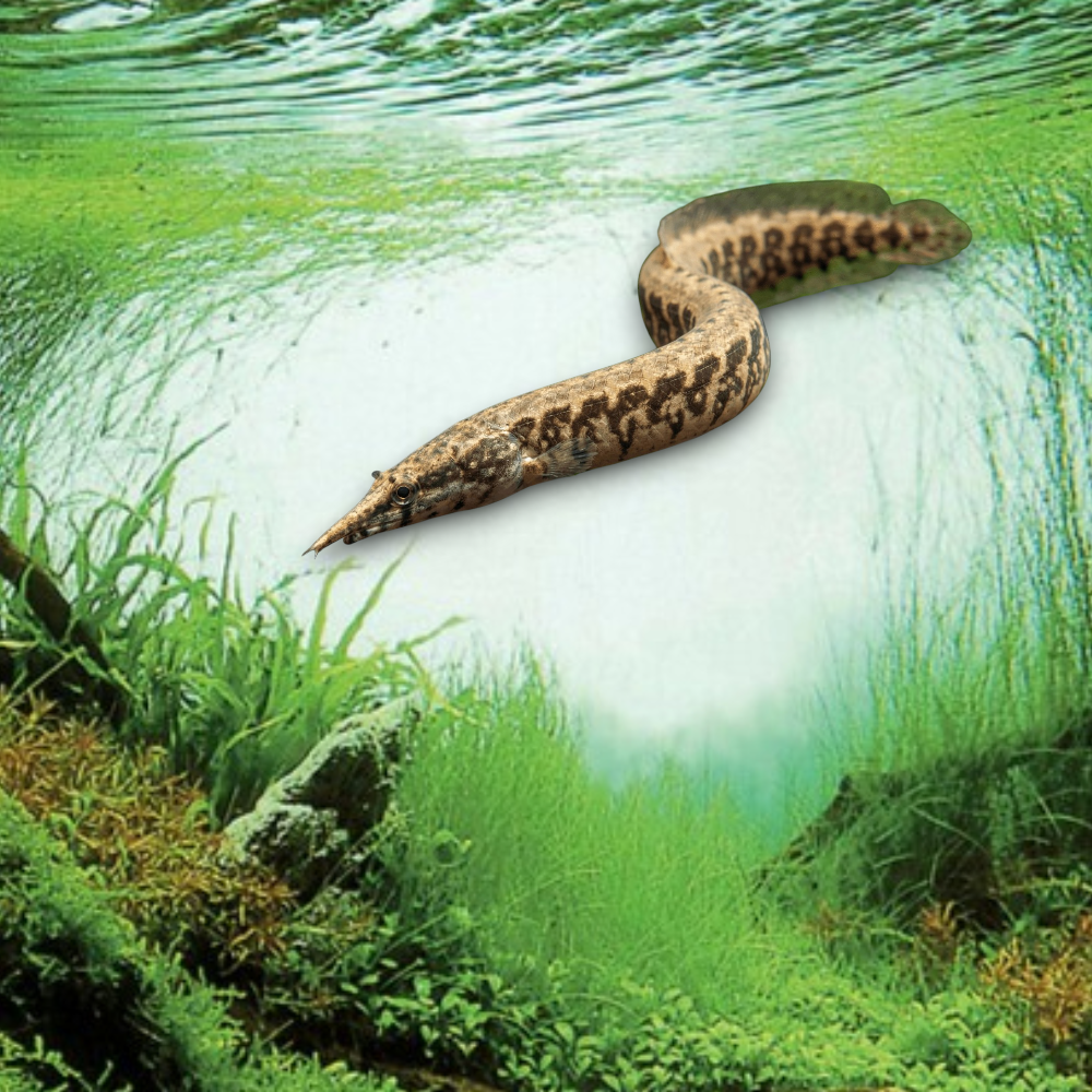 Macrognathus circumcinctus — poisson-épée à bandes fouisseur, corps serpentiforme rayé