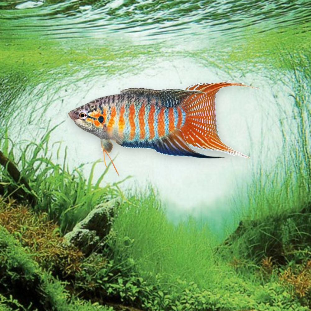 Macropodus opercularis — Poisson Paradis 4-5 cm, rayures bleu-vert et rouge-orangé, nageoires en voile