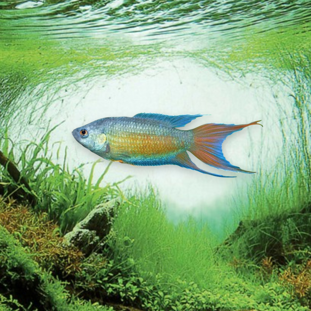 Macropodus opercularis Blue — Poisson Paradis Bleu 4-5 cm, robe bleue intense aux reflets métalliques, nageoires en voile