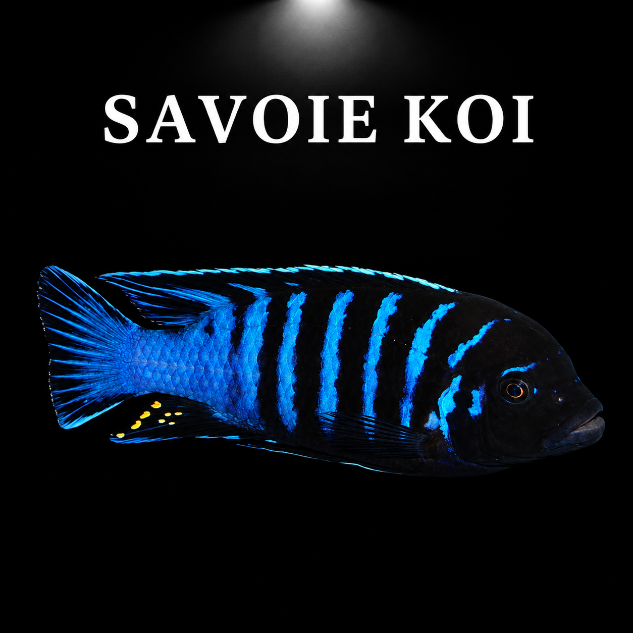 Maylandia dolphin Manda – mâle adulte bleu-gris métallique à barres noires verticales et profil frontal bombé caractéristique, taches jaunes sur nageoire anale, cichlidé Mbuna du lac Malawi – Savoie Koi