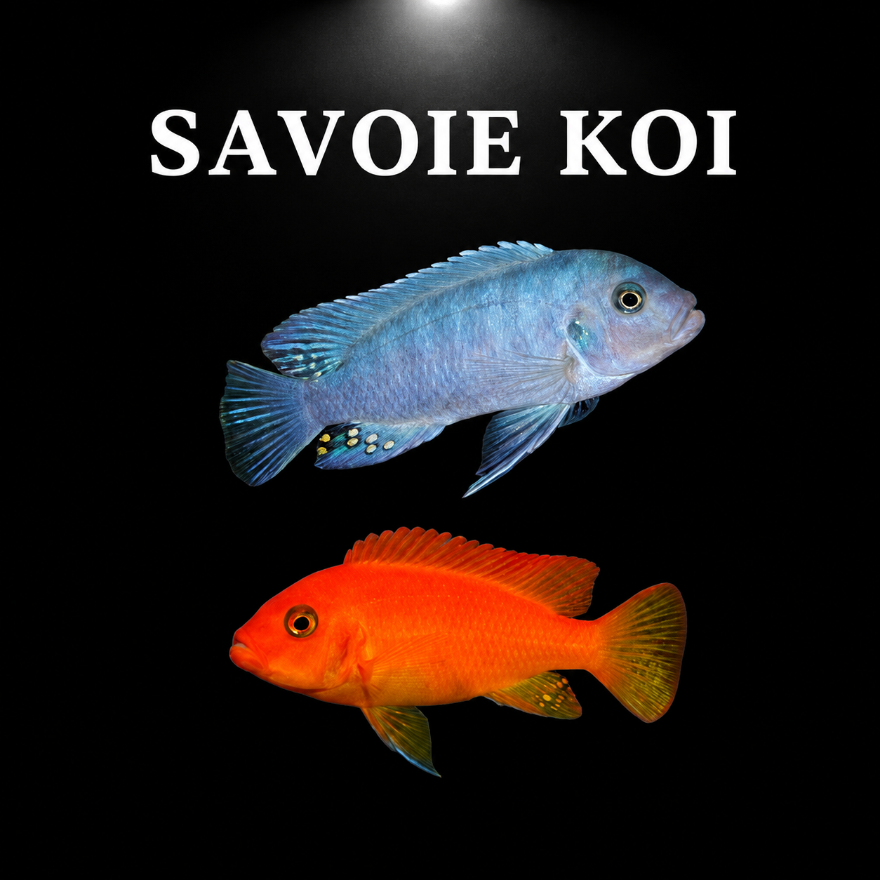 Maylandia estherae Minos Reef – couple mâle bleu et femelle rouge-orange, cichlidé Mbuna du lac Malawi – Savoie Koi