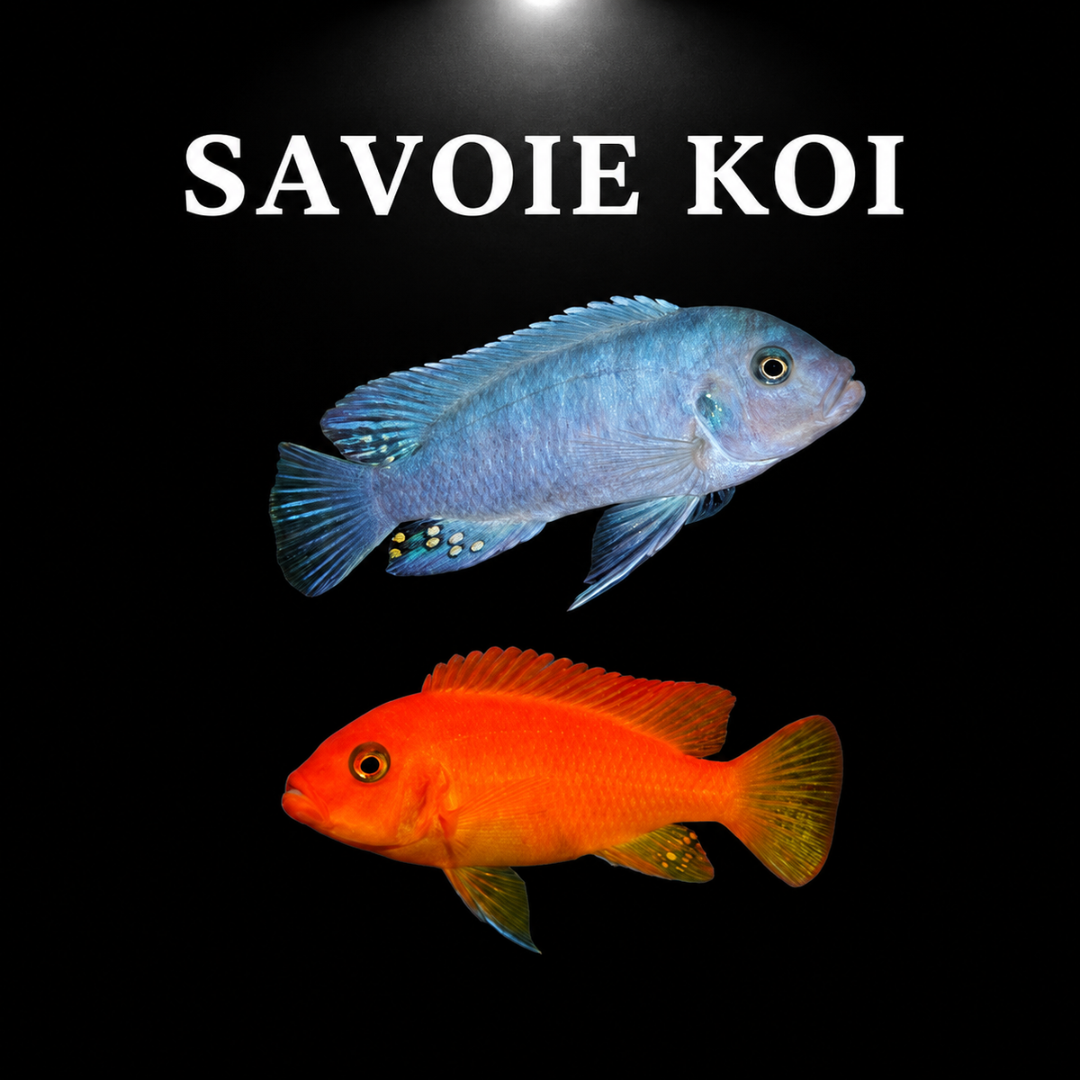 Maylandia estherae Minos Reef – couple mâle bleu et femelle rouge-orange, cichlidé Mbuna du lac Malawi – Savoie Koi