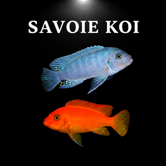 Maylandia estherae Minos Reef – couple mâle bleu et femelle rouge-orange, cichlidé Mbuna du lac Malawi – Savoie Koi