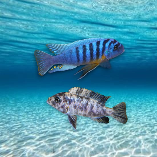 cichlidés malawi