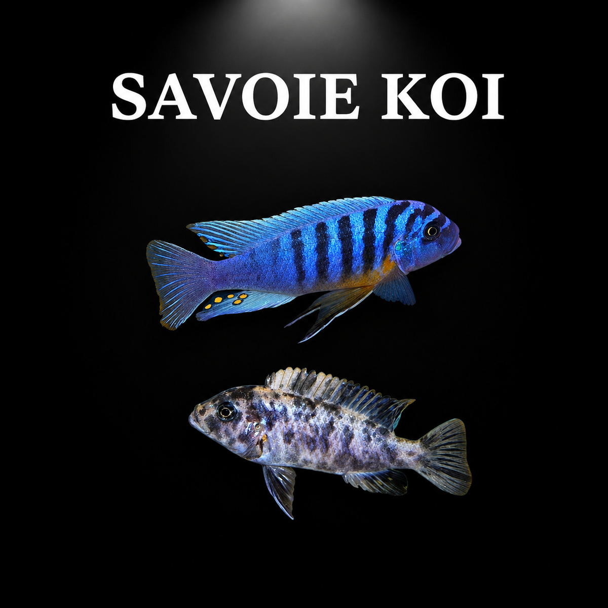 Maylandia fainzilberi Makonde F1 – dimorphisme sexuel : mâle bleu électrique à larges barres noires et taches jaunes sur nageoire anale, femelle grise marbrée, cichlidé Mbuna du lac Malawi – Savoie Koi