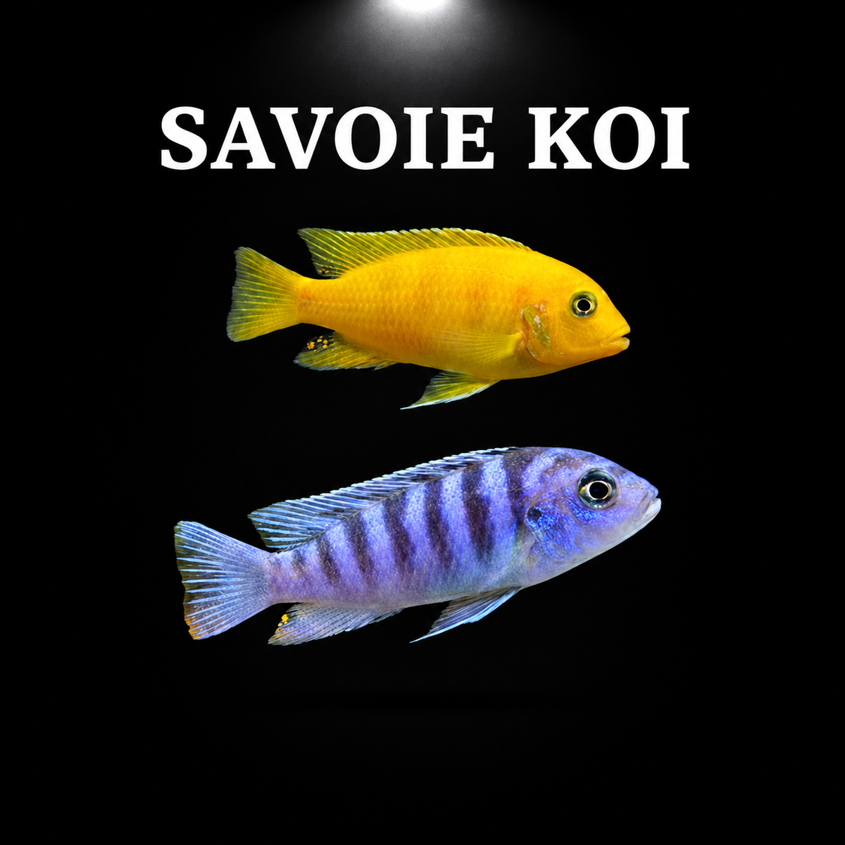 Maylandia lombardoi Kenyi – dimorphisme sexuel inversé : mâle jaune éclatant et femelle bleu-violet à barres noires, cichlidé Mbuna du lac Malawi – Savoie Koi