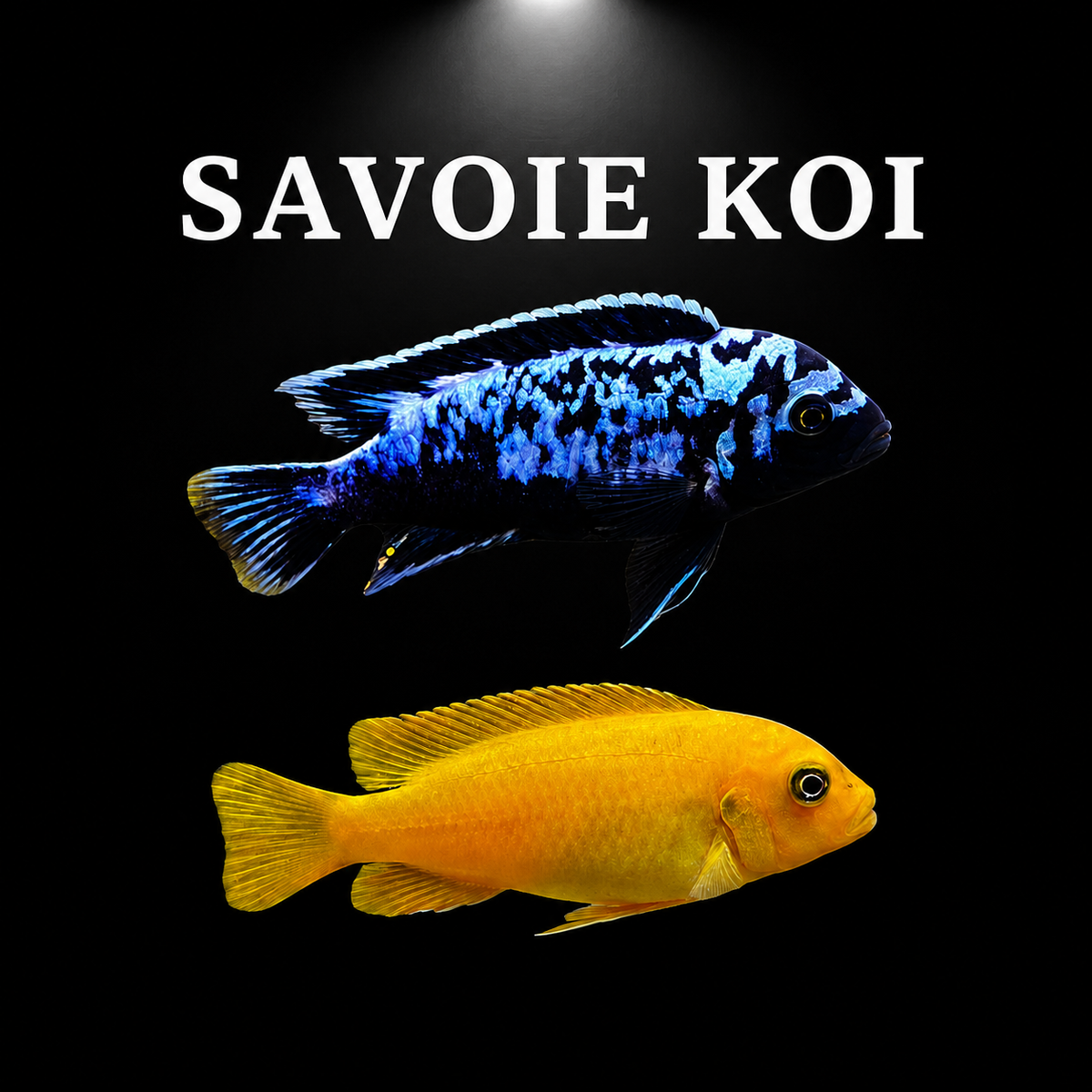 Maylandia msobo Magunga – couple mâle bleu électrique à motif marbré noir et femelle jaune-orange, cichlidé Mbuna du lac Malawi – Savoie Koi