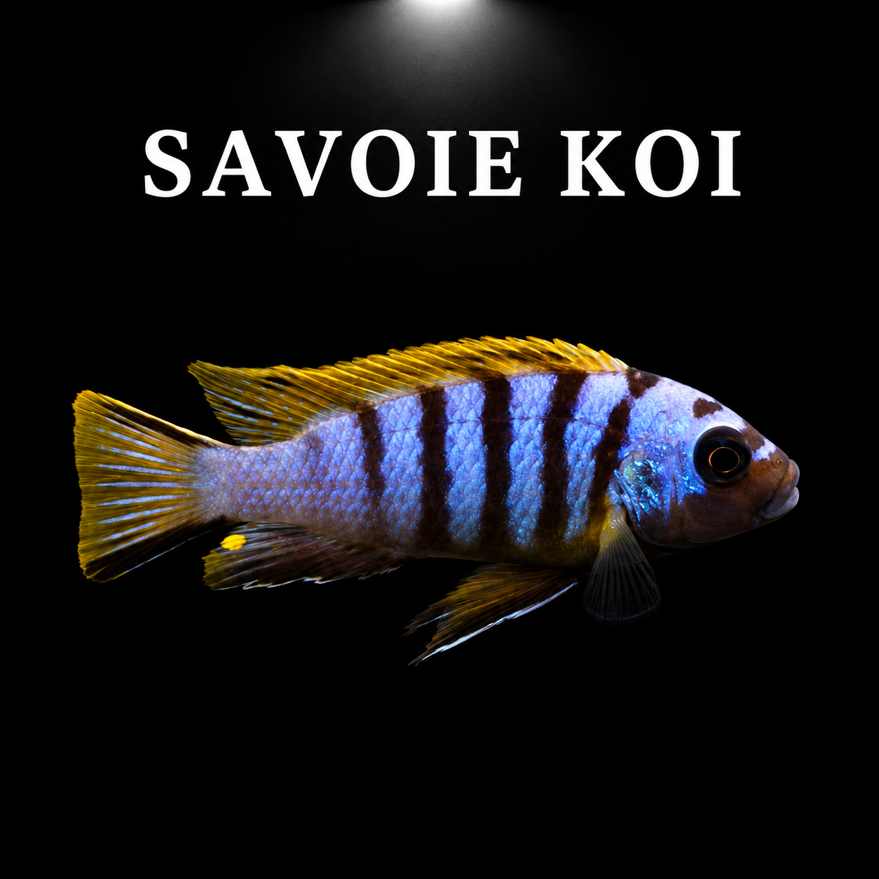 Maylandia zebra Long Pelvic – mâle adulte bleu-gris à barres noires verticales, nageoires ventrales filiformes exceptionnellement longues, taches jaunes sur nageoire anale, cichlidé Mbuna du lac Malawi – Savoie Koi