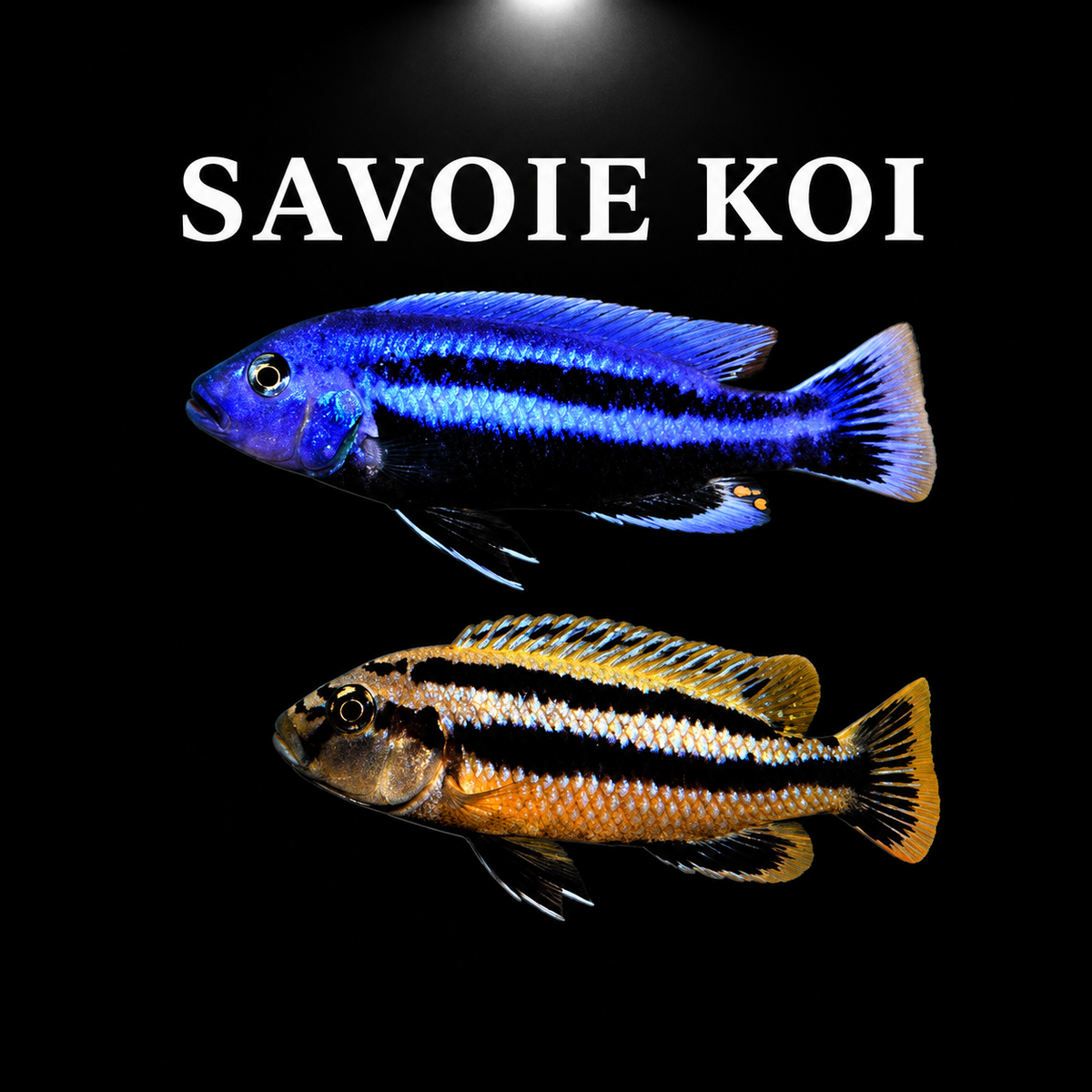 Melanochromis chipokae 5-7 cm - Cichlidé du lac Malawi bleu électrique intense avec barres verticales noires