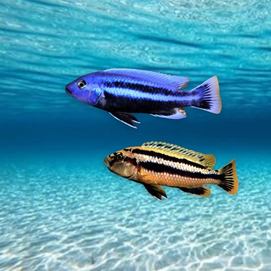 Melanochromis chipokae 5-7 cm - Cichlidé du lac Malawi bleu électrique intense avec barres verticales noires