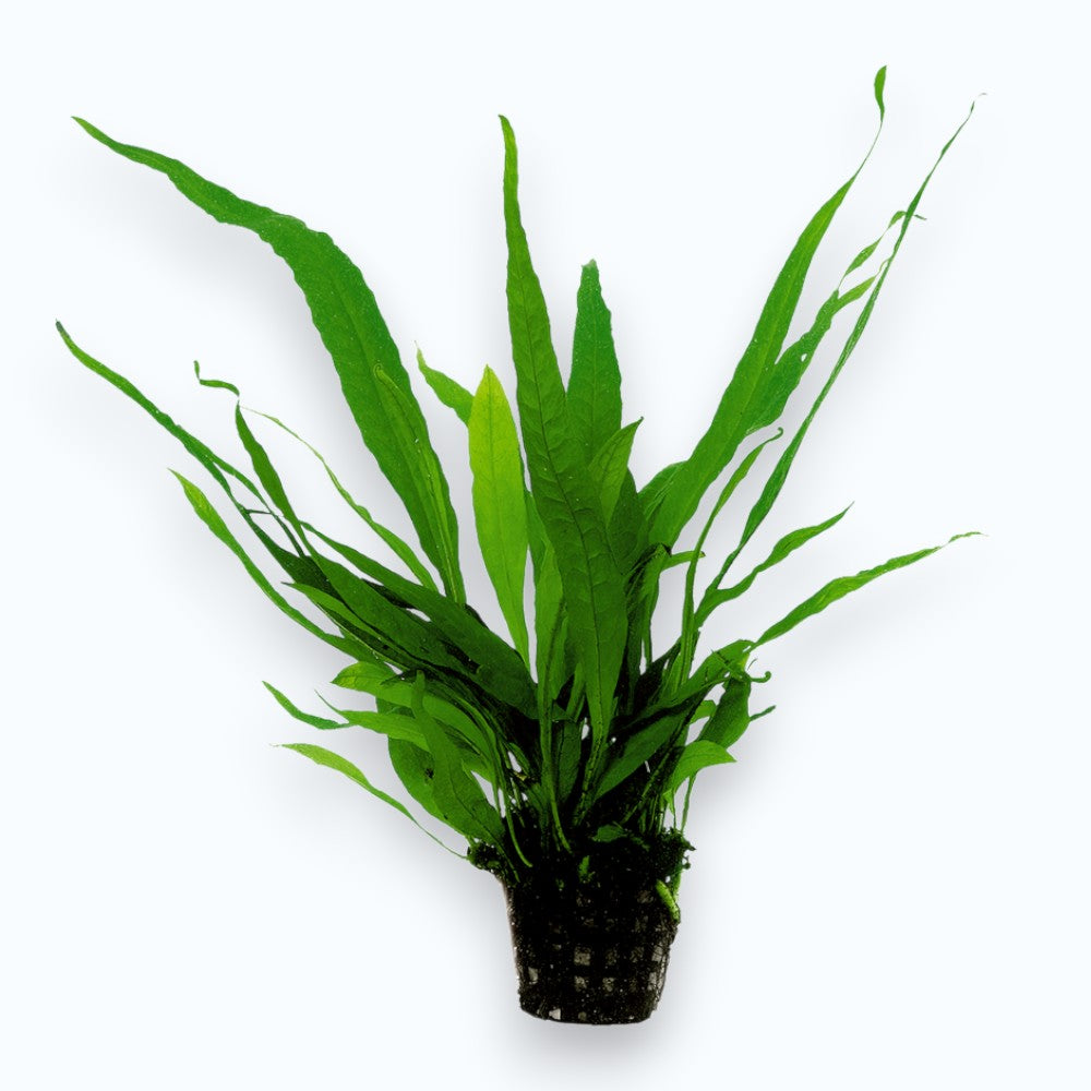 Microsorum pteropus - Fougère de Java aux feuilles vertes élégantes et découpées