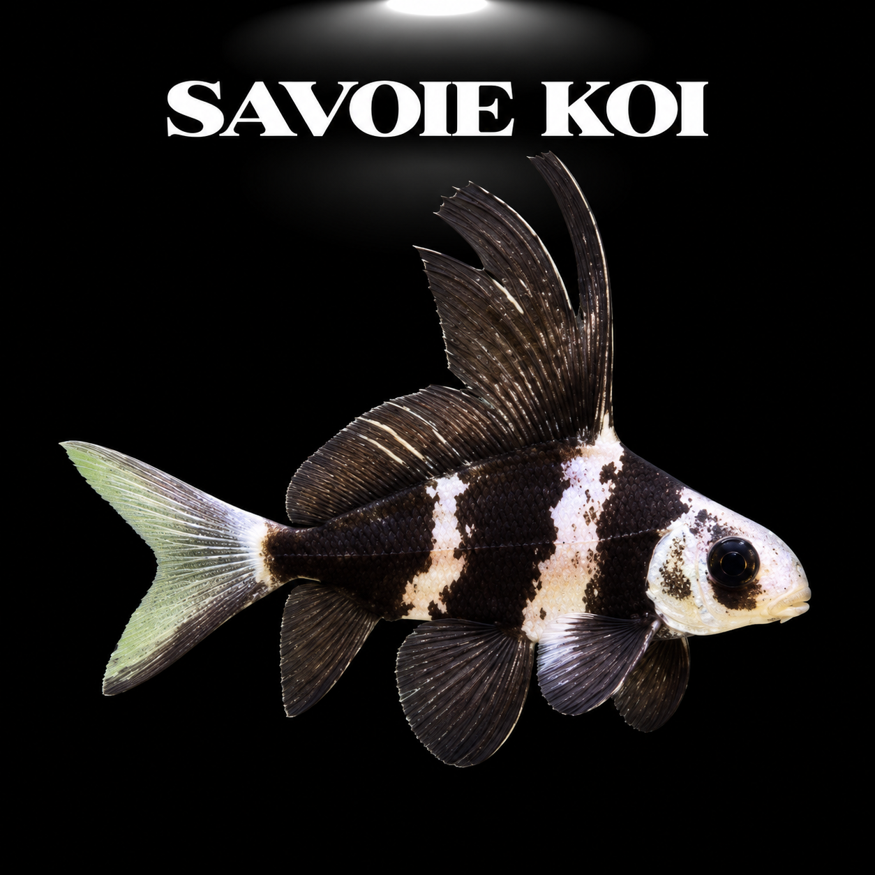 Myxocyprinus asiaticus (Poisson empereur de chine ) juvénile bandes noires beiges nageoire dorsale haute