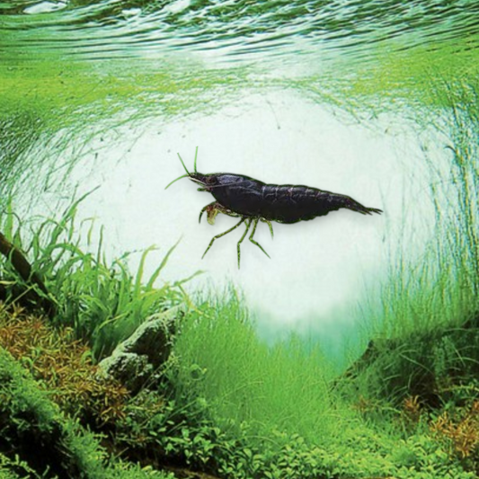 Neocaridina heteropoda var. Black – Crevette Black, robe noire profonde et uniforme, nano-aquarium et aquarium planté