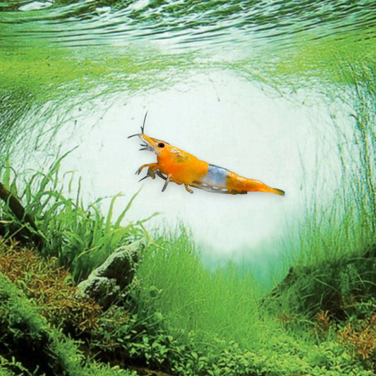 Neocaridina heteropoda var. Rili Orange – Crevette Rili Orange, patron bicolore orange vif et transparent, nano-aquarium et aquarium planté