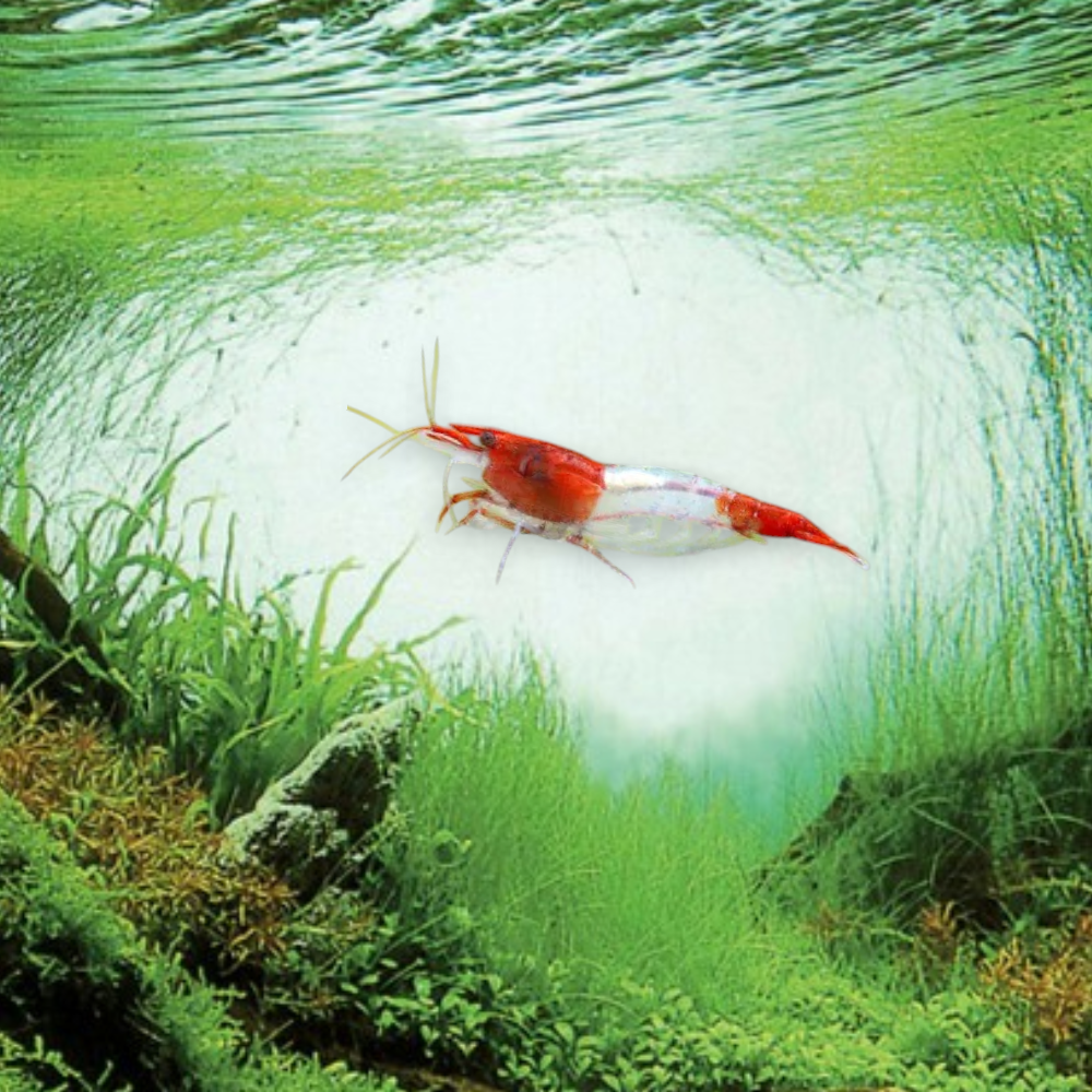 Neocaridina heteropoda var. Rili Sakura – Crevette Rili Sakura, patron bicolore rose sakura et transparent, nano-aquarium et aquarium planté