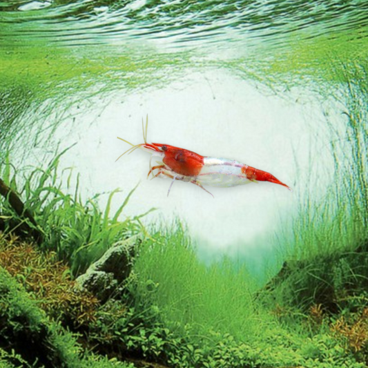 Neocaridina heteropoda var. Rili Sakura – Crevette Rili Sakura, patron bicolore rose sakura et transparent, nano-aquarium et aquarium planté