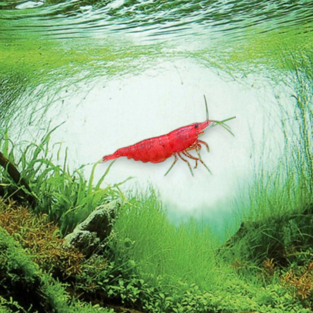Neocaridina heteropoda var. Sakura Red – Crevette Sakura Red, coloration rouge intense et homogène, nano-aquarium et aquarium planté
