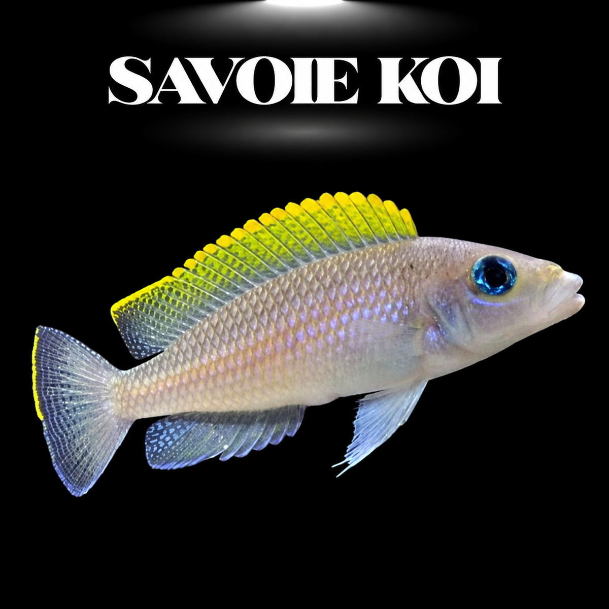 Neolamprologus caudopunctatus Kapampa 3-4 cm — cichlide points rouges-oranges éclatants sur rochers et sable, fond noir, SAVOIE KOI