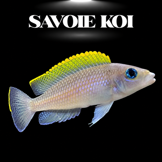 Neolamprologus caudopunctatus Kapampa 3-4 cm — cichlide points rouges-oranges éclatants sur rochers et sable, fond noir, SAVOIE KOI