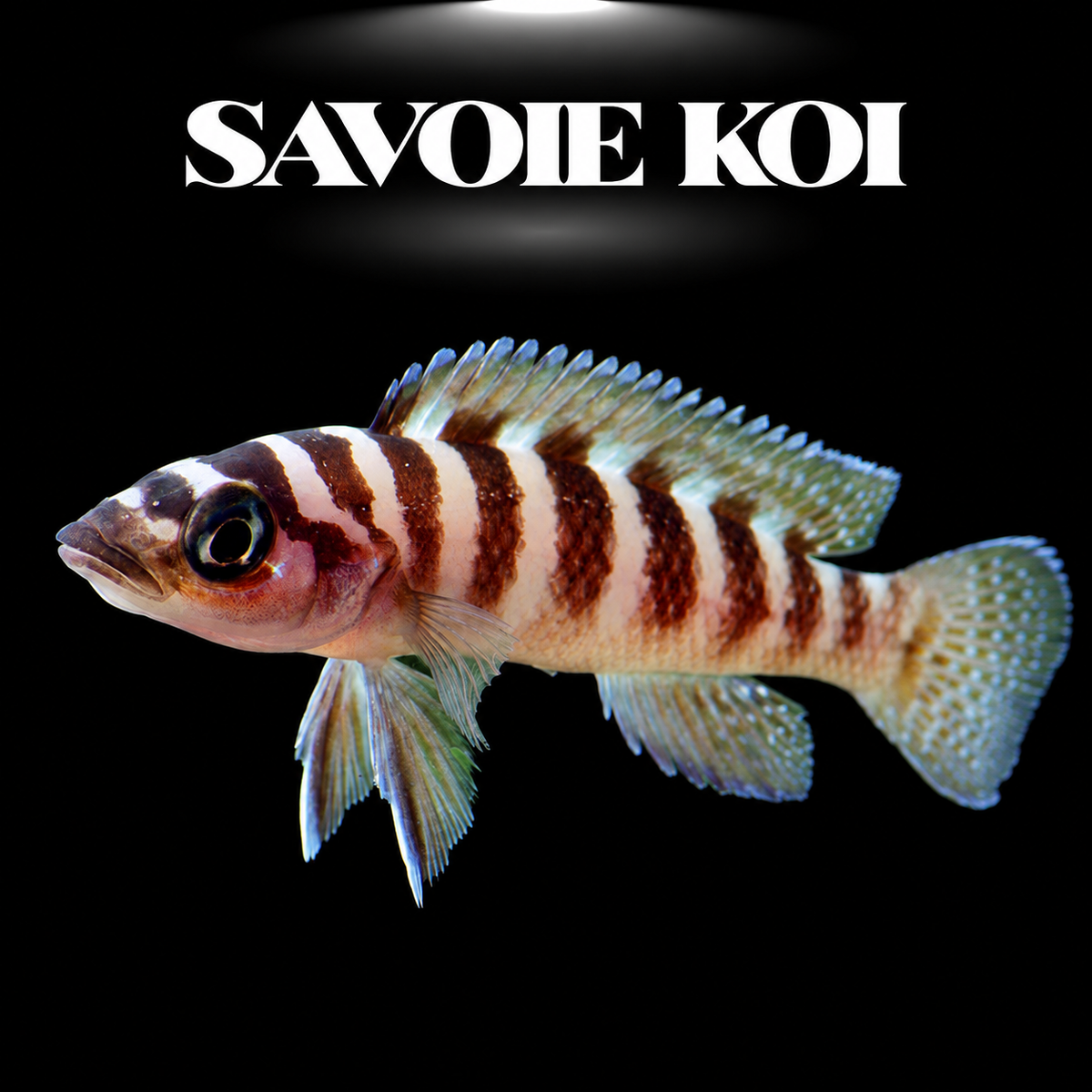 Neolamprologus cylindricus 4-6 cm — cichlide rupicole rayures zèbre brun et crème sur rochers, fond noir, SAVOIE KOI