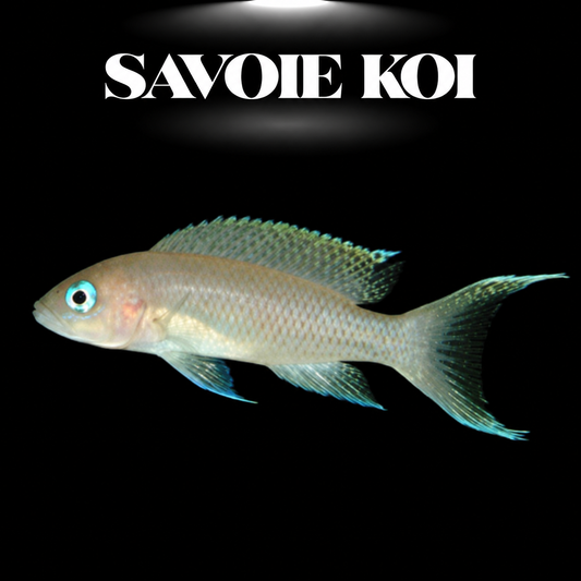 Neolamprologus gracilis 3-4 cm — cichlide élancé reflets bleu-argent iridescents en mi-eau, fond noir, SAVOIE KOI