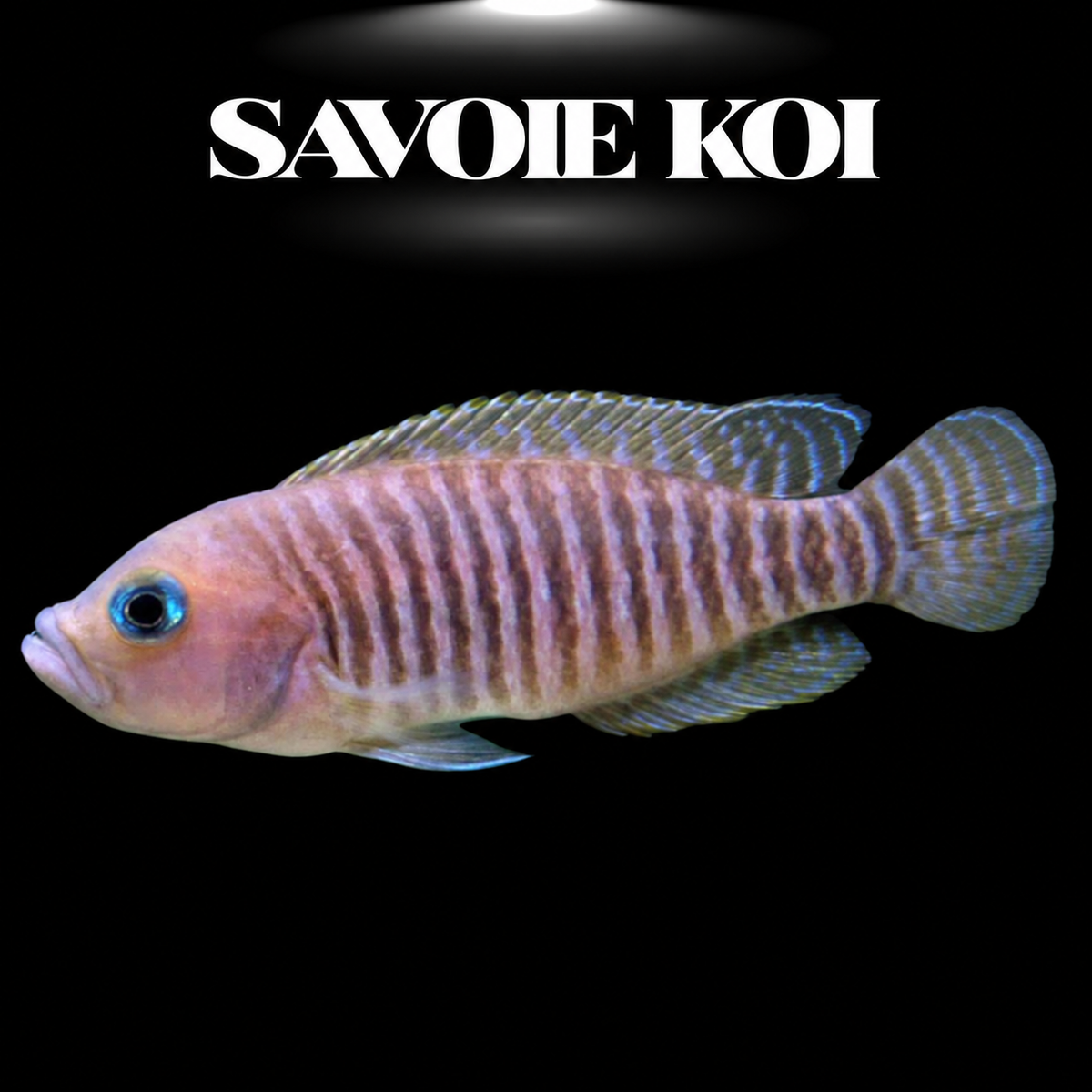 Neolamprologus multifasciatus 2-3 cm — plus petit cichlide du monde en colonie avec coquilles sur sable, fond noir, SAVOIE KOI