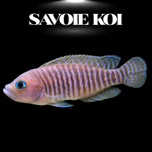 Neolamprologus multifasciatus 2-3 cm — plus petit cichlide du monde en colonie avec coquilles sur sable, fond noir, SAVOIE KOI