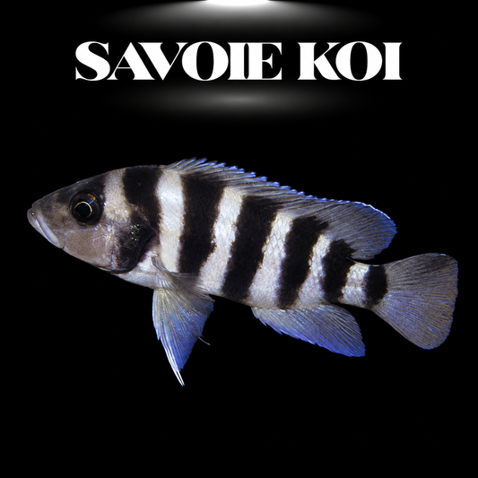 Neolamprologus sexfasciatus 3-4 cm — cichlide rupicole six bandes verticales brun-noir sur rochers, fond noir, SAVOIE KOI
