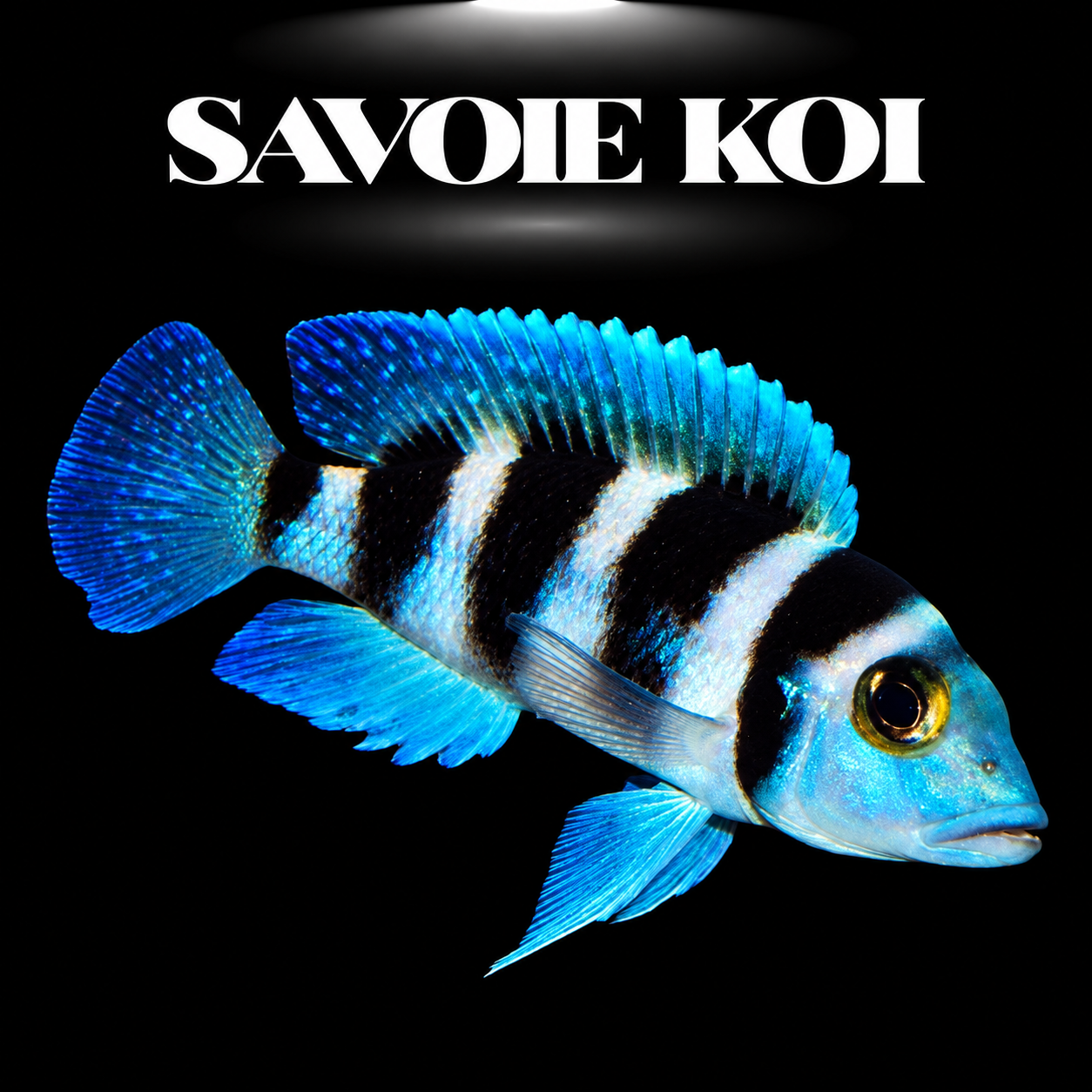 Neolamprologus tretocephalus 3-4 cm — cichlide rupicole bandes verticales contrastées brun-noir sur rochers, fond noir, SAVOIE KOI