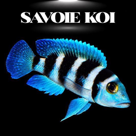 Neolamprologus tretocephalus 3-4 cm — cichlide rupicole bandes verticales contrastées brun-noir sur rochers, fond noir, SAVOIE KOI